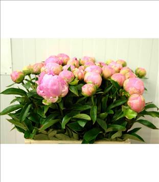 PEONIA ROSA CLARO DINNER PLATE 55 MPORTACION HOLAN