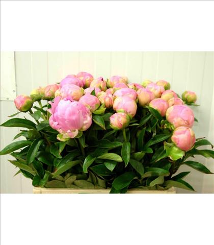 PEONIA ROSA CLARO DINNER PLATE 55 MPORTACION HOLAN