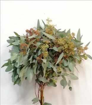 Verde EUCALIPTO FRUTO POPULUS ESTA FLORECIDO      