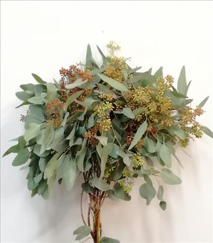 Verde EUCALIPTO FRUTO POPULUS ESTA FLORECIDO      