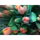TULIPA  IMP. NARANJA EN AD REM                    