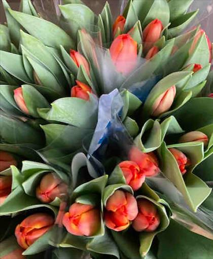 TULIPA  IMP. NARANJA EN AD REM                    