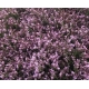 LIMONIUM FUCSIA KONFETTI CULTIVO NACIONAL         