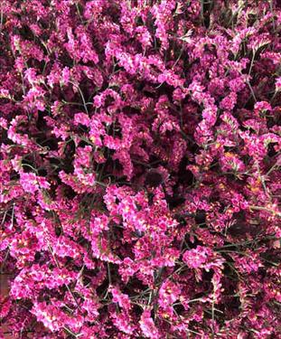 LIMONIUM FUCSIA KONFETTI CULTIVO NACIONAL         