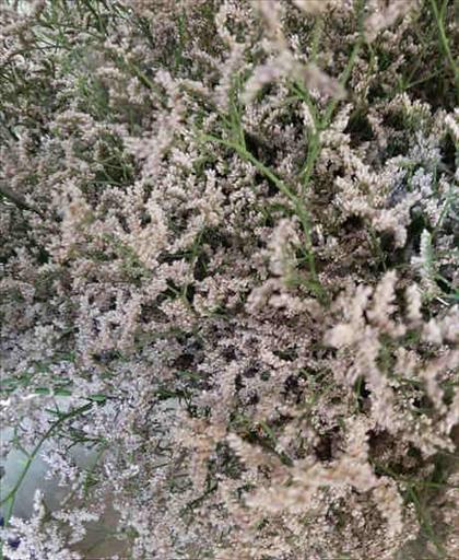 LIMONIUM ROSA NACIONAL                            