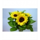 HELIANTHUS GIRASOL SUNNY CULTIVO NACIONAL         