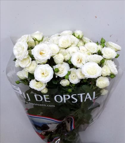 ROSAS SPRAY WHITE LADY 70 BLANCA IMPORT HOLANDA   