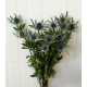 ERYNGIUM AZUL ORION 60 IMPORTACION HOLANDA        
