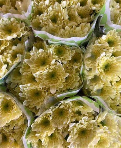 CRISANTEMO CREMA RADOST                           