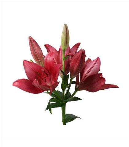 LILIUM LA. ROJO MARIANN TIMMER IMPORTACION HOL.   