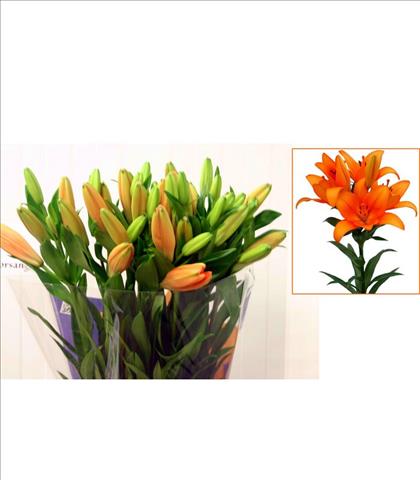 LILIUM  LA. NARANJA CAESARS 90 IMPORTACIO HOLANDA 