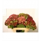 HYDRANGEA VERDE MAGICAL AMATHYST CLASSIC 60       