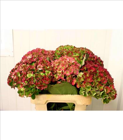 HYDRANGEA VERDE MAGICAL AMATHYST CLASSIC 60       