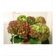 HYDRANGEA BIC. ROJO/VERDE VERENA CLASSIC 60 IMP.  