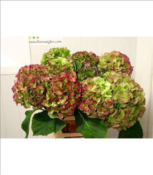 HYDRANGEA BIC. ROJO/VERDE VERENA CLASSIC 60 IMP.  