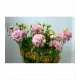 LISIANTHUS.ROSA ALISSA PINK IMPORTACION HOLANDA   