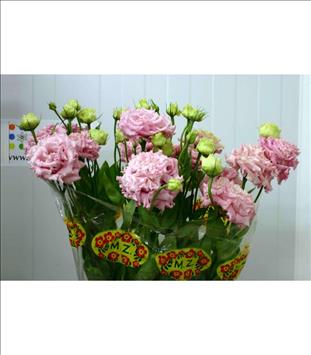 LISIANTHUS.ROSA ALISSA PINK IMPORTACION HOLANDA   