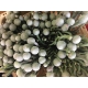 KAAPS GRIS GROEN SYLVER BRUNIA 40CM IMPORTACION HO