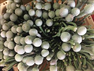 KAAPS GRIS GROEN SYLVER BRUNIA 40CM IMPORTACION HO