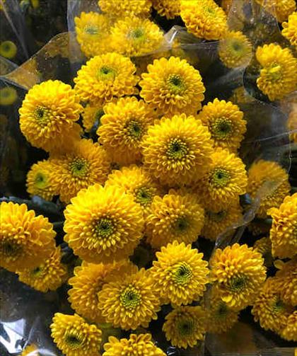 CRISANTEMO AMARILLO LIMONCELLO/STATESMAN IMPORTACI