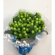 HYPERICUM VERDE COCO BAMBOO 50/60 IMP.            
