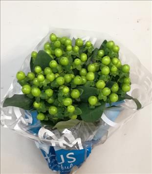 HYPERICUM VERDE COCO BAMBOO 50/60 IMP.            