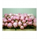 PEONIA ROSA SARAH BERNARD 50/55 IMP.              
