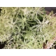 ASTILBE BLANCO IMPORTACION HOLANDA EXTRA          