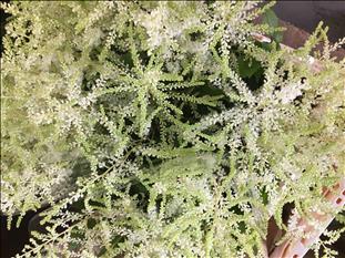 ASTILBE BLANCO IMPORTACION HOLANDA EXTRA          