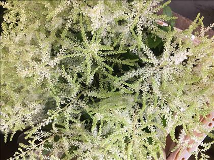 ASTILBE BLANCO IMPORTACION HOLANDA EXTRA          