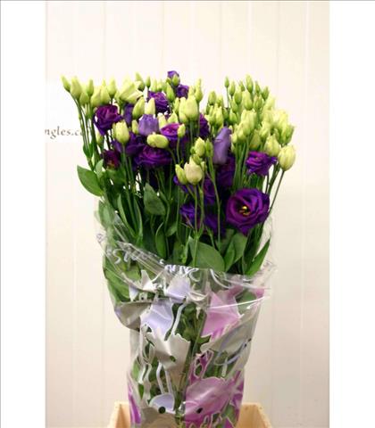 LISIANTHUS AZUL ROSITA BLUE IMPORTACION HOLANDA   
