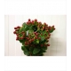 HYPERICUM MARRON MAGICAL SEASONS 60CM IMPORTACION 
