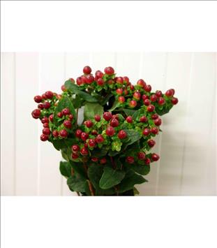 HYPERICUM MARRON MAGICAL SEASONS 60CM IMPORTACION 