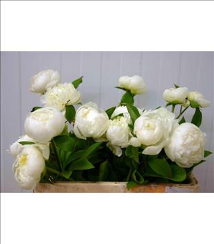 PEONIA BLANCA DUCHESSE NEMOURS 55-45 IMP.         