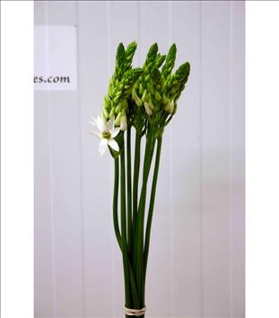 ORNITHOGALUM THYRSOIDES BLANCO 70 IMPORTACION HOL.