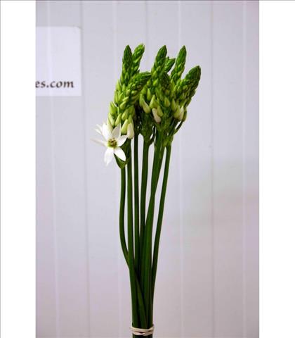 ORNITHOGALUM THYRSOIDES BLANCO 70 IMPORTACION HOL.