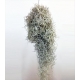 Verde TILLANDSIA USNEOIDES IMPORT.                