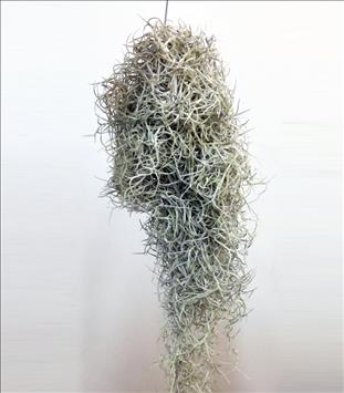 Verde TILLANDSIA USNEOIDES IMPORT.                