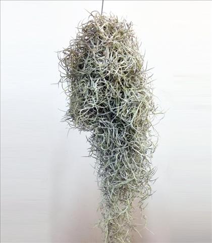 Verde TILLANDSIA USNEOIDES IMPORT.                