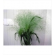 Verde PANICUM FONTAINE CULTIVO                    