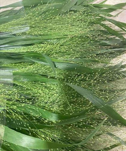 Verde PANICUM FONTAINE CULTIVO                    