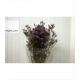 LIMONIUM SAFORA LILA IMPORTACION HOLANDA          