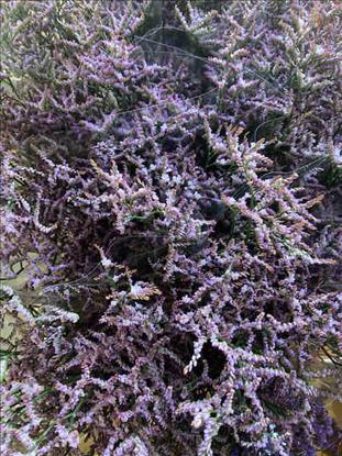LIMONIUM SAFORA LILA IMPORTACION HOLANDA          