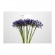 AGAPANTHUS AZUL ATLANTIC OCEAN 70 / INTERMEDIA    
