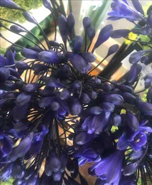 AGAPANTHUS AZUL ATLANTIC OCEAN 70 / INTERMEDIA    
