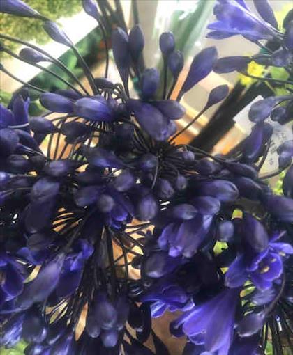 AGAPANTHUS AZUL ATLANTIC OCEAN 70 / INTERMEDIA    