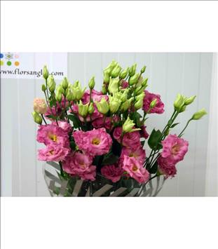 LISIANTHUS.ROSA CORELLIE                          