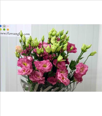 LISIANTHUS.ROSA CORELLIE                          
