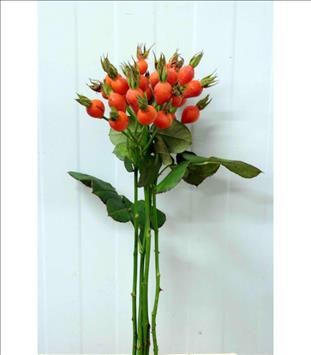 ROZENBOTTEL NARANJA PUMPKIN 60 IMPORTACION HOLANDA