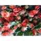 ROSAS SPRAY BABE NARANJA 70/60CM                  